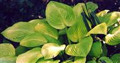 Photo of Hosta 'Sun Power' lav fl/gold leaf jJA 30"