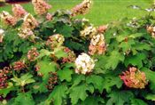 Photo of Shrub-Oakleaf Hydrangea white JAS 4-6'