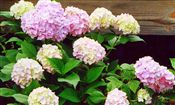 Photo of Shrub-Hydrangea Bigleaf 'Nikko' bl/pk JA 3-5'