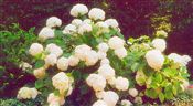Photo of Shrub-Hydrangea 'Annabelle' white jJAS 3-5'