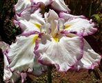 Photo of Iris, J. 'Frilled Enchantment'(M) wht/plum J 24-36"