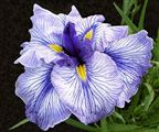 Photo of Iris, J. 'Sapphire Crown'(M) wht/plum J 24-36"