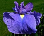 Photo of Iris, J. 'Bellender Blue'(E) blue/pur J 36-50"