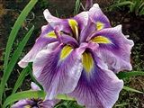 Photo of Iris, J. 'Oriental Eyes'(M) pur J 24-36"