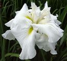 Photo of Iris, J. 'Tarnhelm'(M) white J 24-36"