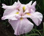 Photo of Iris, J. 'Pinkerton' pk J 32-38"