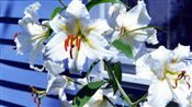 Photo of Lily, Oriental 'Casa Blanca'  white  A  3-4' 