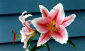 Photo of Lily, Oriental 'Stargazer' pk/rose AS 24" (5 bulbs  per dot)