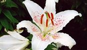 Photo of Lily, Oriental 'Muscadet' wh/pk A 4'