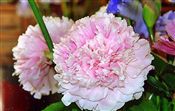 Photo of Peony 'Sarah Bernhardt'(L) Double pk j 36"