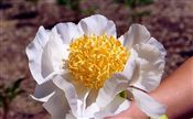 Photo of Peony 'Cheddar Pom Pom'(E) Japn wht/yel j 36"