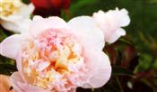 Photo of Peony 'Raspberry Sundae'(M) Bomb pink/wht j 27"