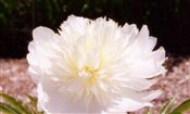 Photo of Peony 'Charlie's White'(E) Bomb white j 38"