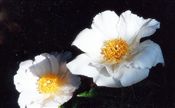 Photo of Peony 'Krinkled White'(E) Single wht/yel j 32"