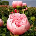 Photo of Peony 'Etched Salmon' coral EM Mj 36"
