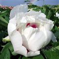 Photo of Peony, 'Cora Louise' White/Purple j 26"