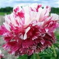 Photo of Peony, 'Candystripe" red/wh j 26"