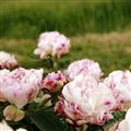 Photo of Peony, 'Petite Elegance" wh/pk j 24"