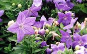 Photo of Balloon Flower 'Sentimental Blue' bl JA 6-8"