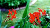 Photo of Crocosmia 'Lucifer' red  JA  36"  