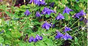 Photo of Columbine 'Alpina' deep Blue Mj 18-30"