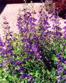 Photo of False Indigo blue Mj 3' (Baptisia australis)