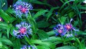 Photo of Bachelor Button 'Mountain Bluet' blue j/A 18-24" (KNAPWEED)