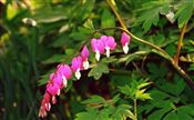 Photo of Bleeding Heart pink  Mj  24" (goes dormant)