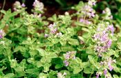 Photo of Herb-Cat Mint blue jJASO 18"