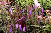 Photo of Gayfeather 'Blazing Star' purple JA  2-3'