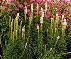 Photo of Gayfeather 'Blazing Star' white JA  2-3'