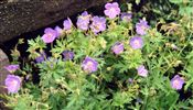 Photo of Geranium 'Johnson's Blue' bril. blue JAS 12-18"