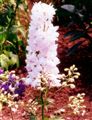 Photo of Delphinium 'Guinevere' lav. pink  j/S 3-5' (biennial)