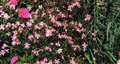 Photo of Coreopsis 'Rosea' pink  jJAS  12"