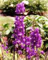 Photo of Delphinium 'King Arthur' royal vlt  j/S 3-5'(biennial)