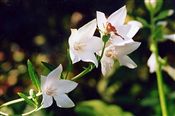 Photo of Balloon Flower 'Albus' white  JA  18"