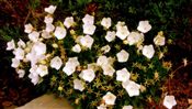 Photo of Bellflower 'White Clips' white jJA  4"
