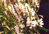 Photo of False Dragonhead 'Obedient Plant-Miss Manners' white JASO 3-4'