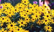 Photo of Black-eyed Susan'Goldsturm'gold/yel ASO 36"