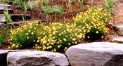 Photo of Coreopsis 'Moonbeam' cream yell. jJAS 18"