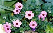 Photo of Geranium 'Ballerina' pk/lilac JA 6-12"