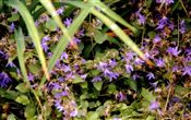 Photo of Bellflower serbian Lavender/lt. purple MjJ  6"