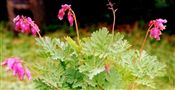 Photo of Bleeding Heart 'Fern Leaf' pk  jJA 15"(goes dormant)