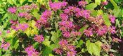 Photo of Bee Balm 'Croftway Pink'  pink JAS 36"