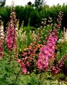 Photo of Delphinium 'Astolat' rosy pink j/S 3-5'(biennial)