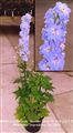 Photo of Delphinium 'Summer Skies' lt. blue  j/S 3-5'(biennial)