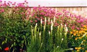 Photo of Bee Balm 'Marshall's Delight'  pink JAS 36"