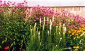 Photo of Bee Balm 'Marshall's Delight'  pink JAS 36"