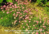 Photo of Cheddar Pinks 'Tiny Ruby' or 'Baths Pink' rose pk. jJ 4"