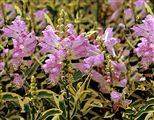 Photo of False Dragonhead 'Variegata'  pk JASO 3-4'